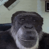a close up of a chimpanzee 's face with a beard