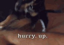 Hurry Up GIF - Hurry Up Impatient Beg GIFs