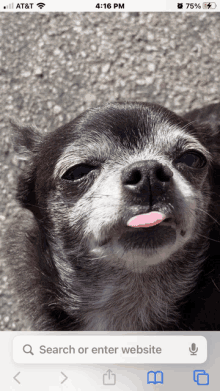 Tiny Dog Doesnt Like You Much GIF