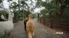 Lets Go National Geographic GIF - Lets Go National Geographic Alpaca Herd Goes For A Walk GIFs