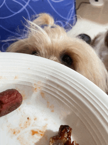 a dog peeking over a plate of food with a piece of meat on it