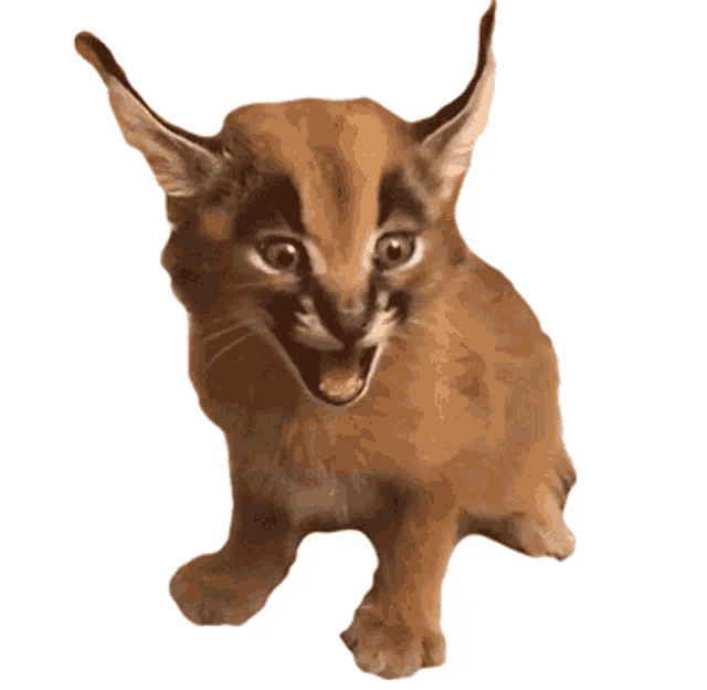 Copy of FLOPPA CAT \ CARACALS \ DA BABY | Sticker