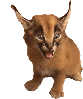 Caracal Cat Meow Sticker - Caracal Cat Meow Cat Stickers