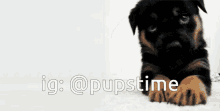 a picture of a puppy with the words ig : @pupstime
