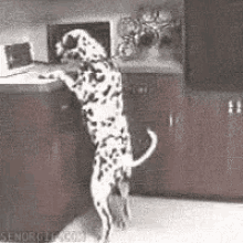 Thief GIF - Thief Dog Dalmatian GIFs