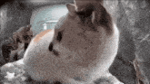 two cats are laying on a bed and one of them is looking at another cat .