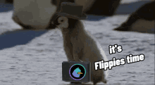 Flippies Flippies Nft GIF