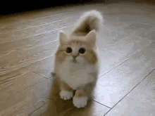I Don'T Even What Is Happening GIF - Animals Cat Cats GIFs