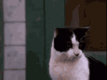 Wow Oh GIF - Wow Oh Cat GIFs
