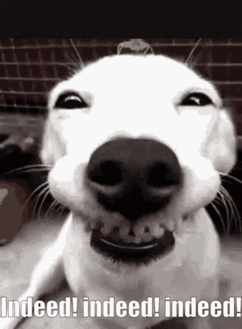 You So Funny Dog Indeed GIF - You So Funny Dog Indeed Dog - Discover &  Share GIFs