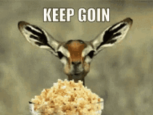 keep going deer eating popcorn eat