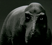 a black and white photo of a rhinoceros looking at the camera with its eyes closed