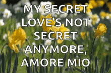 spring daffodils flowers garden my secret love