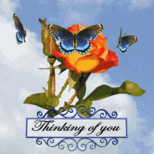 thinking of you love you orange rose 3d gifs artist butterflies