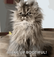 Good Morning Funny Animals GIF - Good Morning Funny Animals Insomnia Cat GIFs