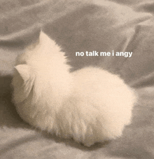 a fluffy white cat laying on a bed with the words no talk me i angy written above it