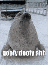a seal is standing in the snow with the words goofy doofy ahh written below it .