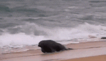a seal is crawling out of the ocean on the beach