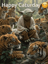a picture of yoda surrounded by tigers with the words happy saturday