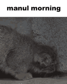 Manul Manul Morning GIF - Manul Manul Morning Pallas Cat GIFs