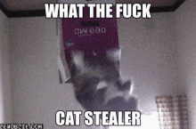 Cat Stealer GIF - Cat Stealer Cat Stealer GIFs