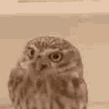 owl bird cute feather animal
