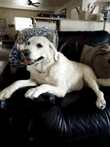 Shila Dog GIF - Shila Dog Cute GIFs