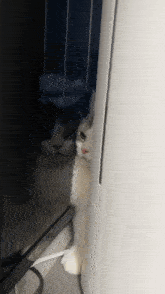 Alre Cat Sad Mirror In At The Corner White Sad Cat GIF - Alre Cat Sad Mirror In At The Corner White Alre Cat Sad Sad Cat GIFs