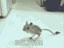 Belphi GIF - Belphi GIFs