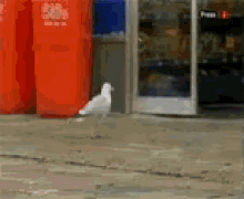seagull stealing chips cheetos store
