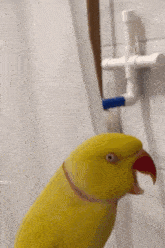 Excited Scream Bird GIF - Excited Scream Bird Parrot GIFs