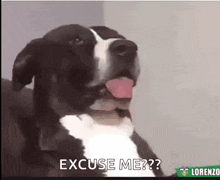 Excuseme Dog GIF - Excuseme Dog Huh GIFs