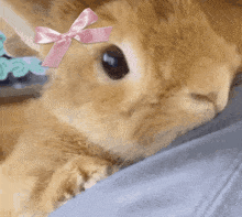 Buny Bunny GIF - Buny Bunny Rabbit GIFs