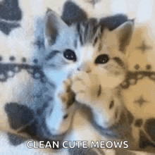 Cat Cats GIF