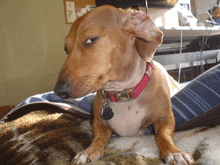 Dog GIF - Dog GIFs