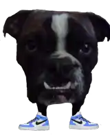 a dog with a pair of blue nike shoes on its feet