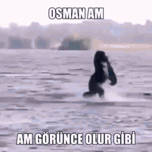 Osman Osman Am Görünce GIF - Osman Osman Am Görünce Osman Am GIFs