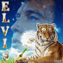 Elvis Presley Tiger GIF - Elvis Presley Tiger Sparkle GIFs