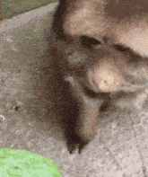 a close up of a dog 's face with a green item in the background
