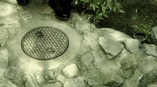 raccoon manhole hide bye