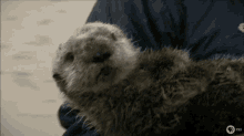 Baby Otter Otter GIF