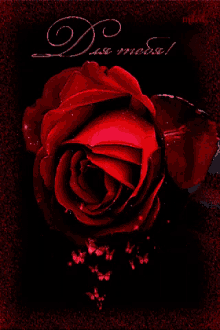 Rose Red Rose GIF