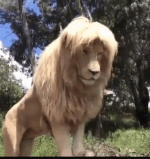 blonde lion