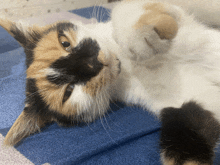 a calico cat laying on its back on a blue cloth