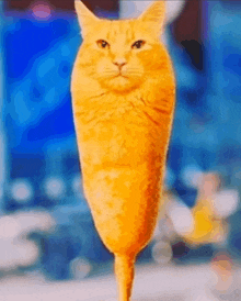 Corn Cat Corncat GIF - Corn Cat Corncat Corn GIFs