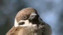 Bird Drowsy GIF - Bird Drowsy GIFs