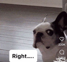 Frenchie Right GIF - Frenchie Right Yeah Right GIFs