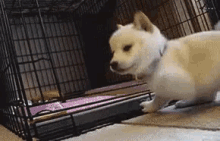 Playing GIF - Puppy Playing Adorable GIFs