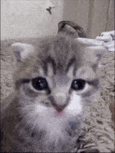 Cat Stare GIF - Cat Stare Lulw GIFs