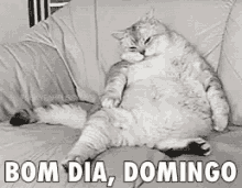 Gato, Bom Dia Domingo, Comeu Muito, Cheio, Cansado, Preguiça GIF - Goodmorningsundays Full Cat GIFs